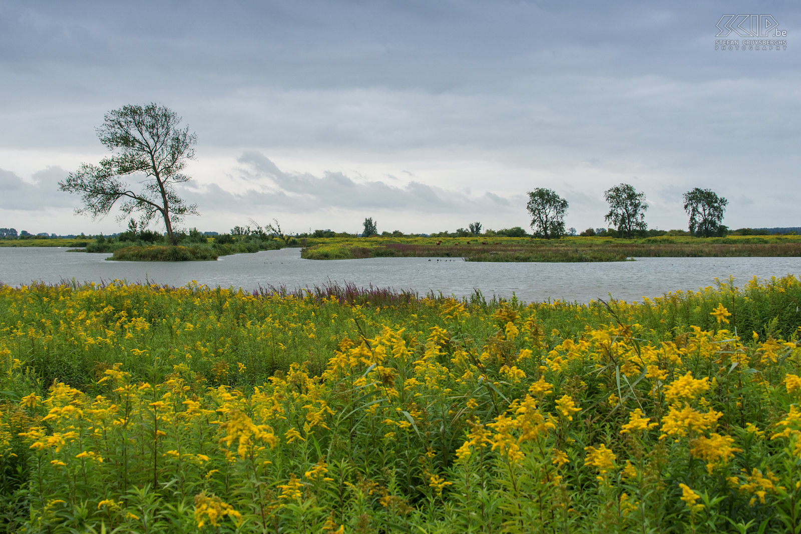 Tiengemeten - Guldenroede Foto’s van een weekendje wandelen op het natuureilandje Tiengemeten in Noord-Holland. In 2006 werd Tiengemeten omgevormd van landbouwgrond naar natuur en nu staat het vol met wilde bloemen, zijn er vele wondermooie velden met gele guldenroede, grazen er semi-wilde Schotse hooglanders en zijn ook watervogels er talrijk. Stefan Cruysberghs